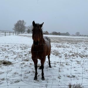 Meet your Posher, Chilton